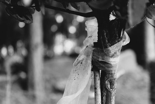 Trauerredner Berlin | Trauerschleife an einem Baum im Ruheforst